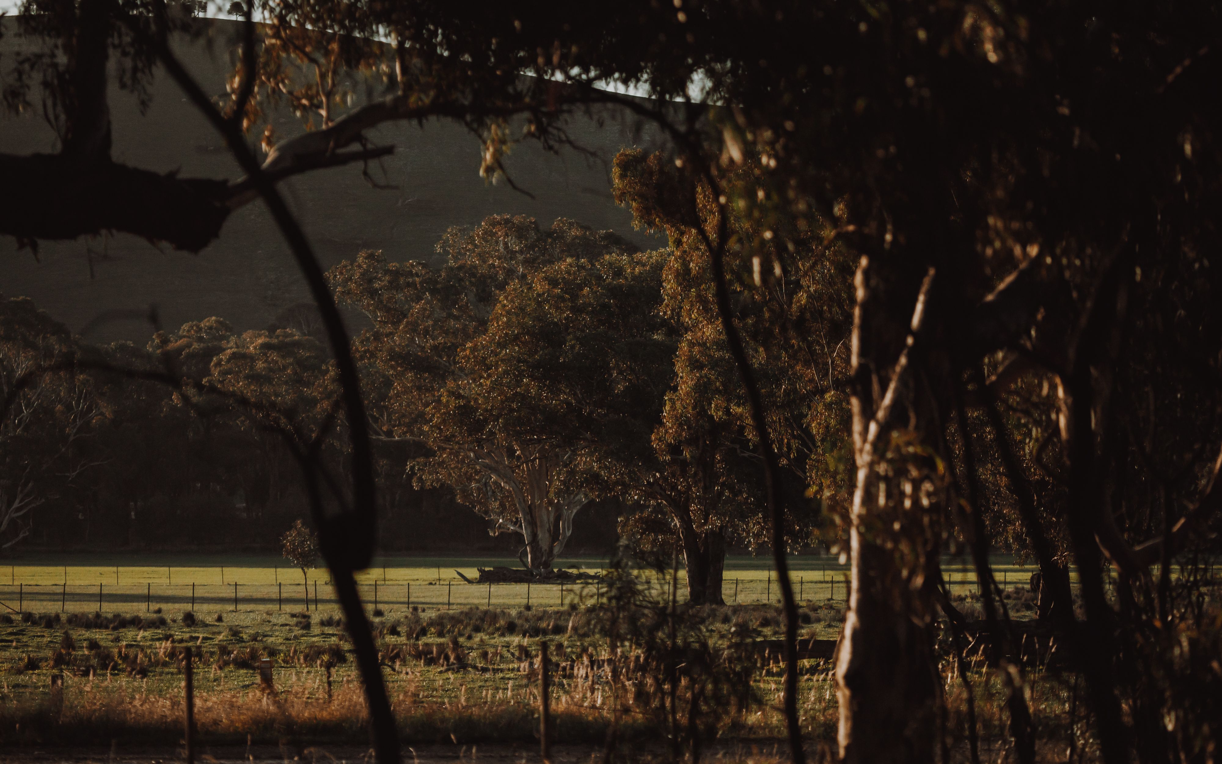 :andscape scene of large gum trees in Upper Murray Valley, NSW