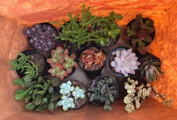 The inside of a brown paper bag filled with various tiny succulents