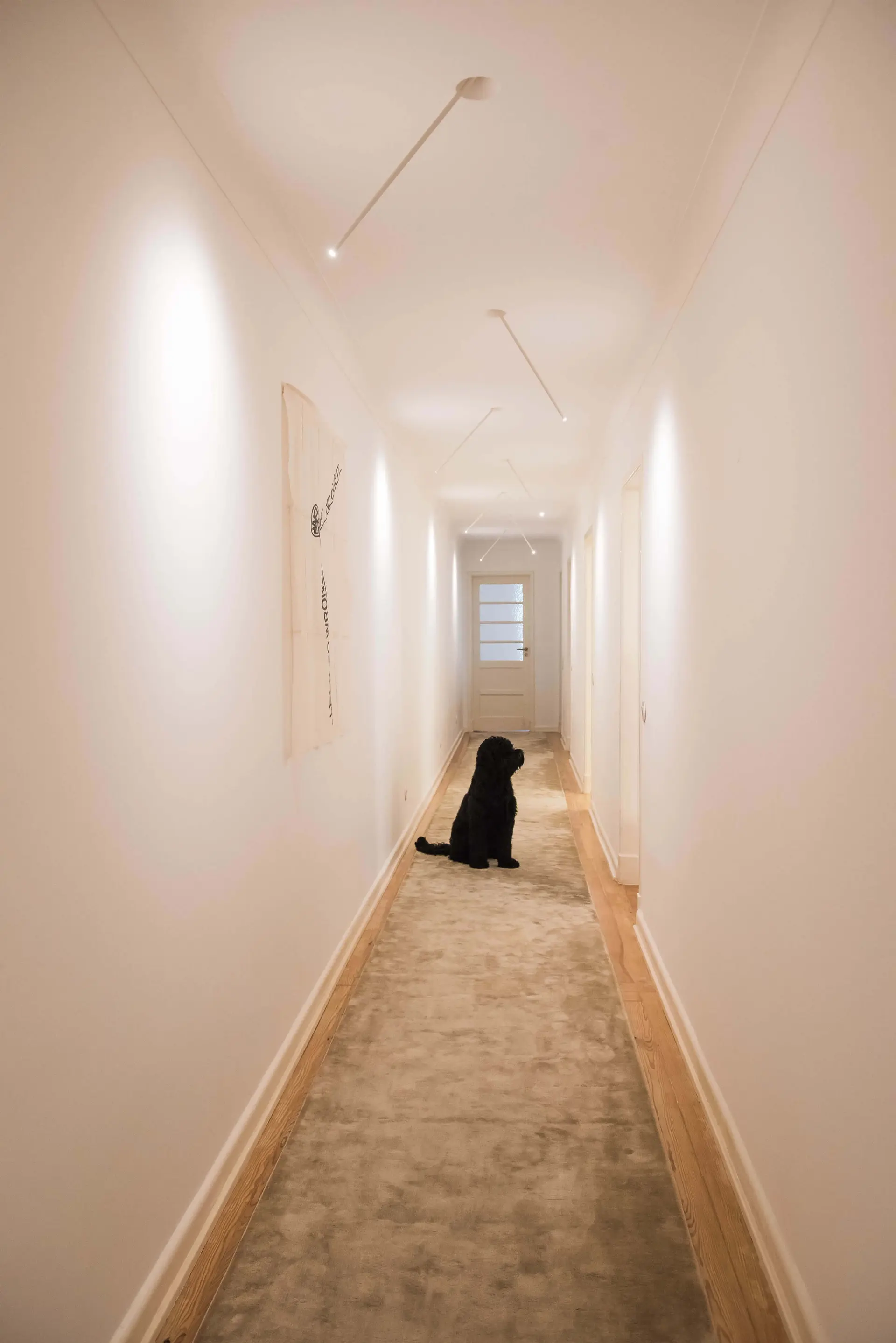 Corredor com focos de calha VESOI, tapete bege e cão preto ao fundo — design de interiores de luxo, Avenidas Novas, Lisboa, Atelier Renata Santos Machado