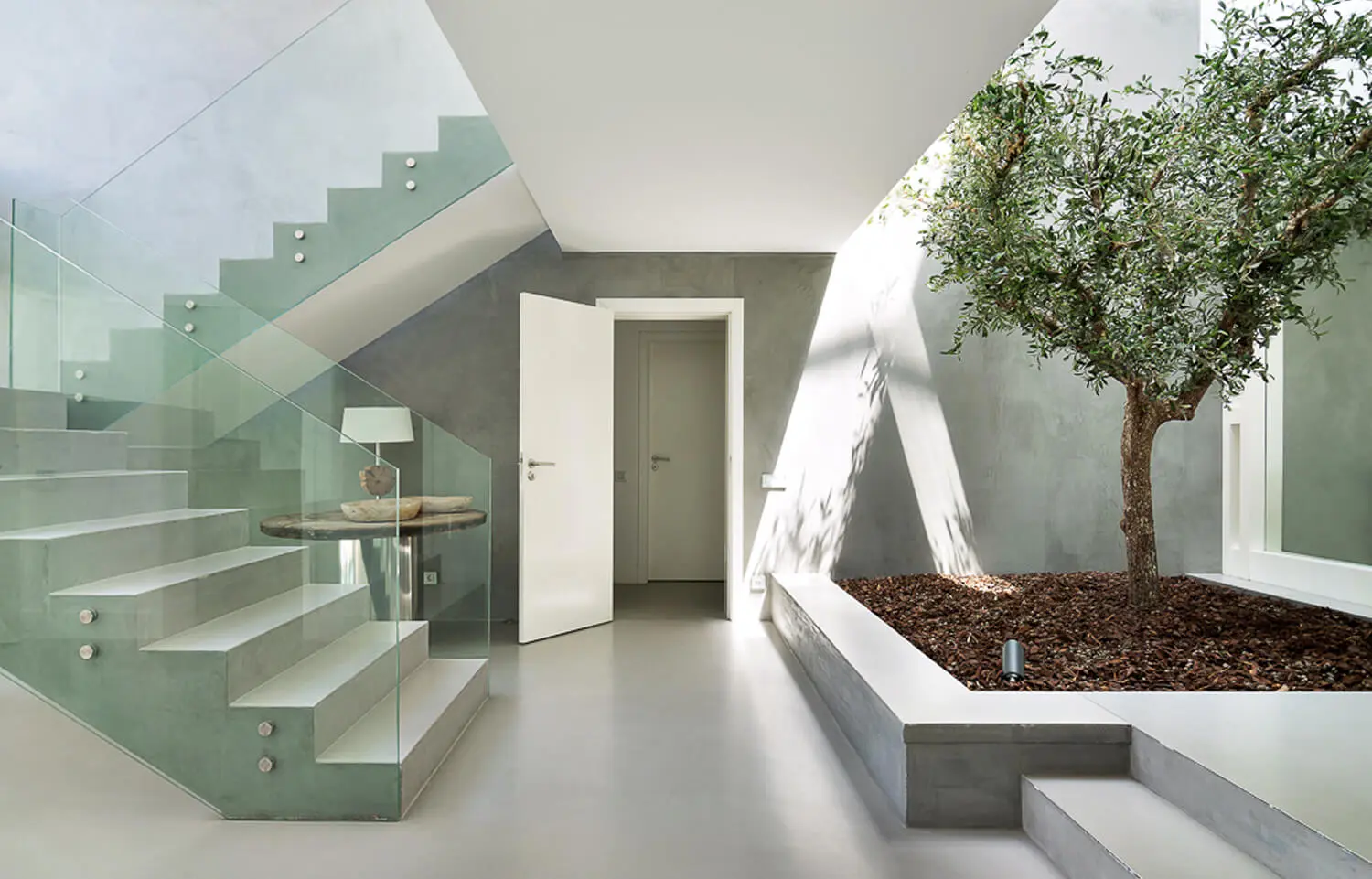 Contemporary hall with microcement staircase and interior garden featuring an olive tree illuminated by natural light.