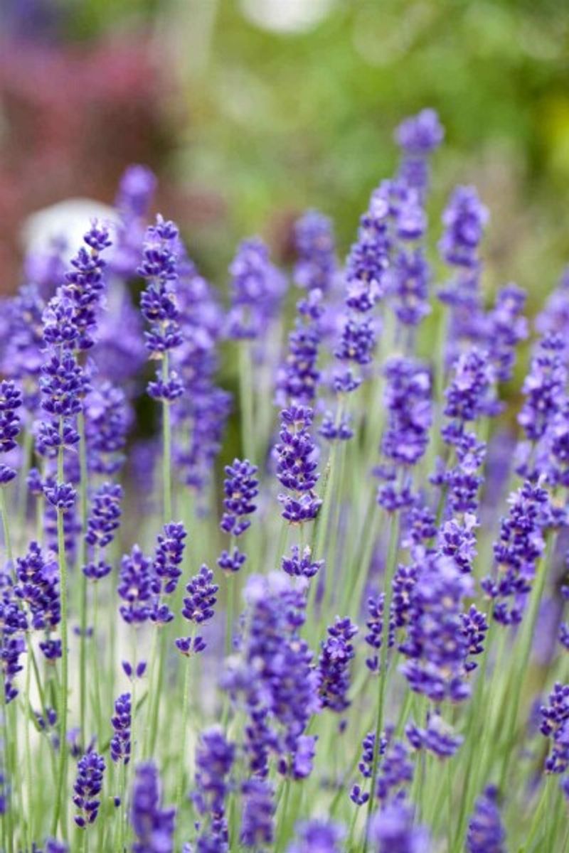 De vakantiegeur van Lavendel