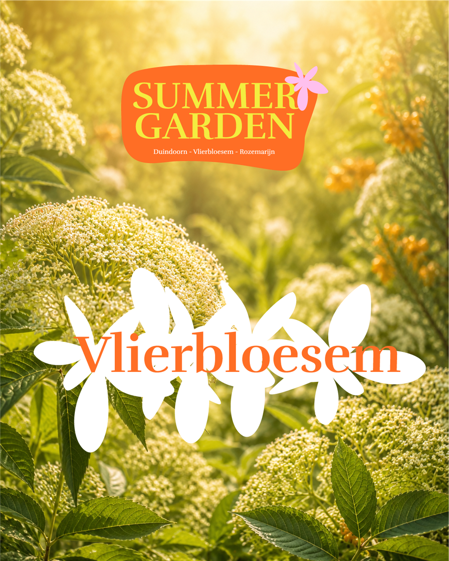 Searoop Vlierbloesem