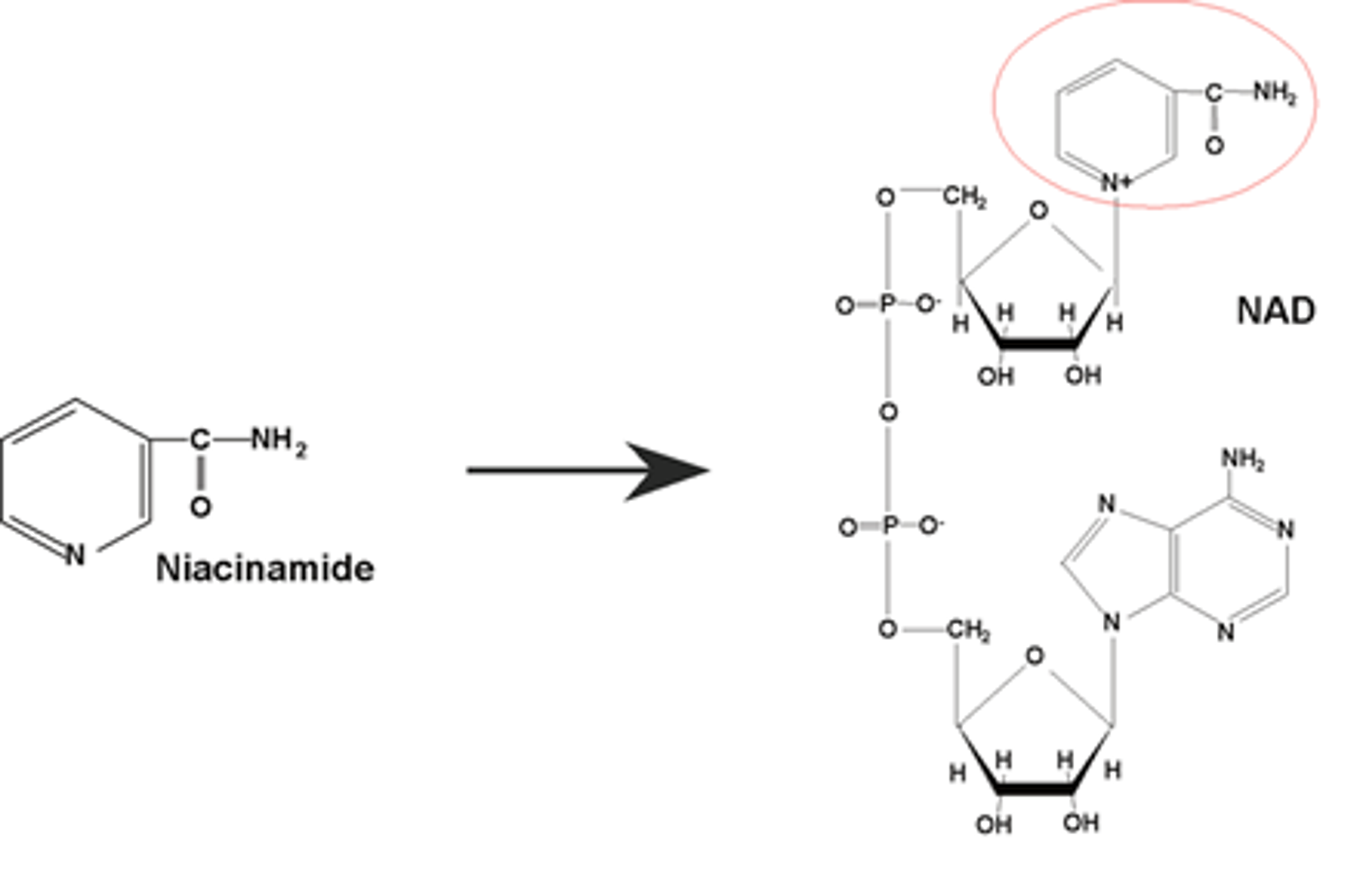 Niacinamide dans le NAD+