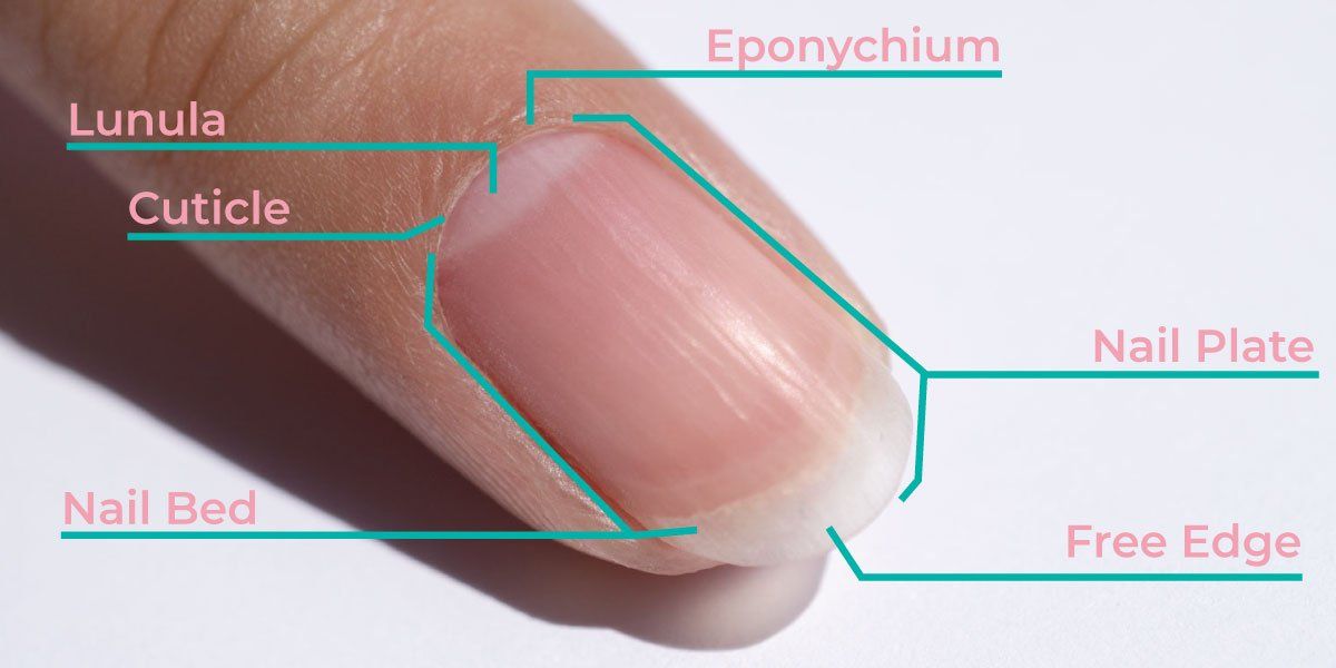 Cuticle Care 101: How To (Safely) Care For Your Cuticles | DipWell Blog ...