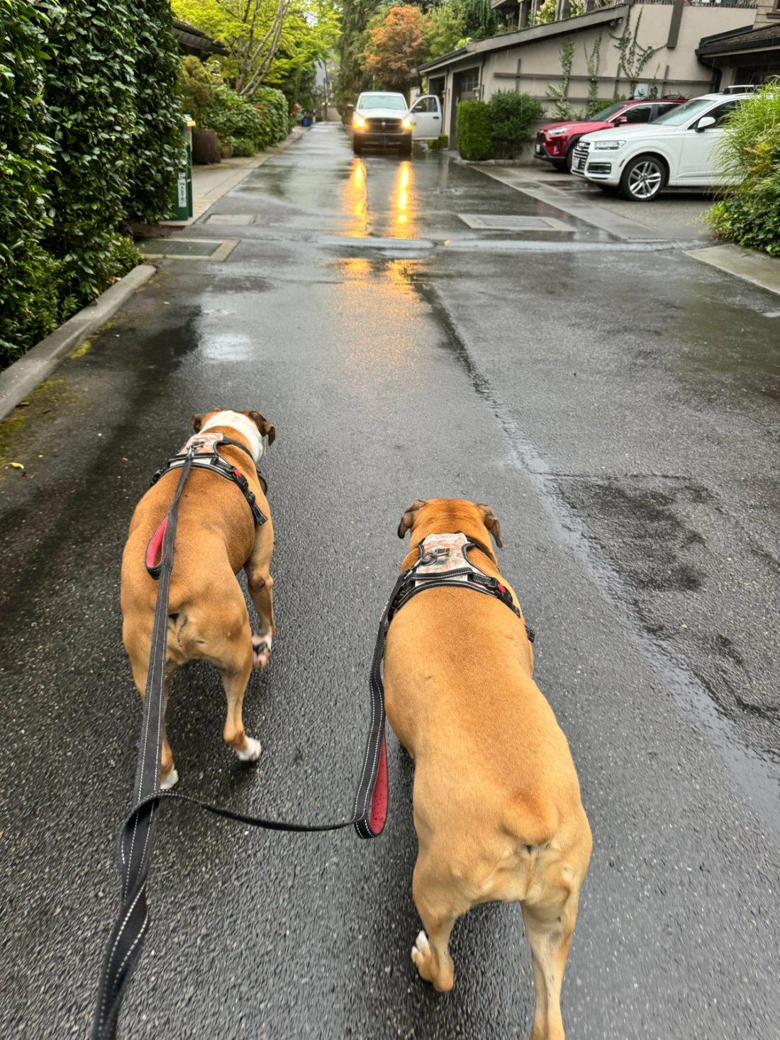 Barolo and Chablis leading Dixon on their (short) walk