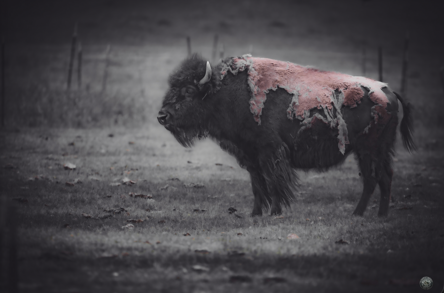 An American Buffalo stands in a pasture