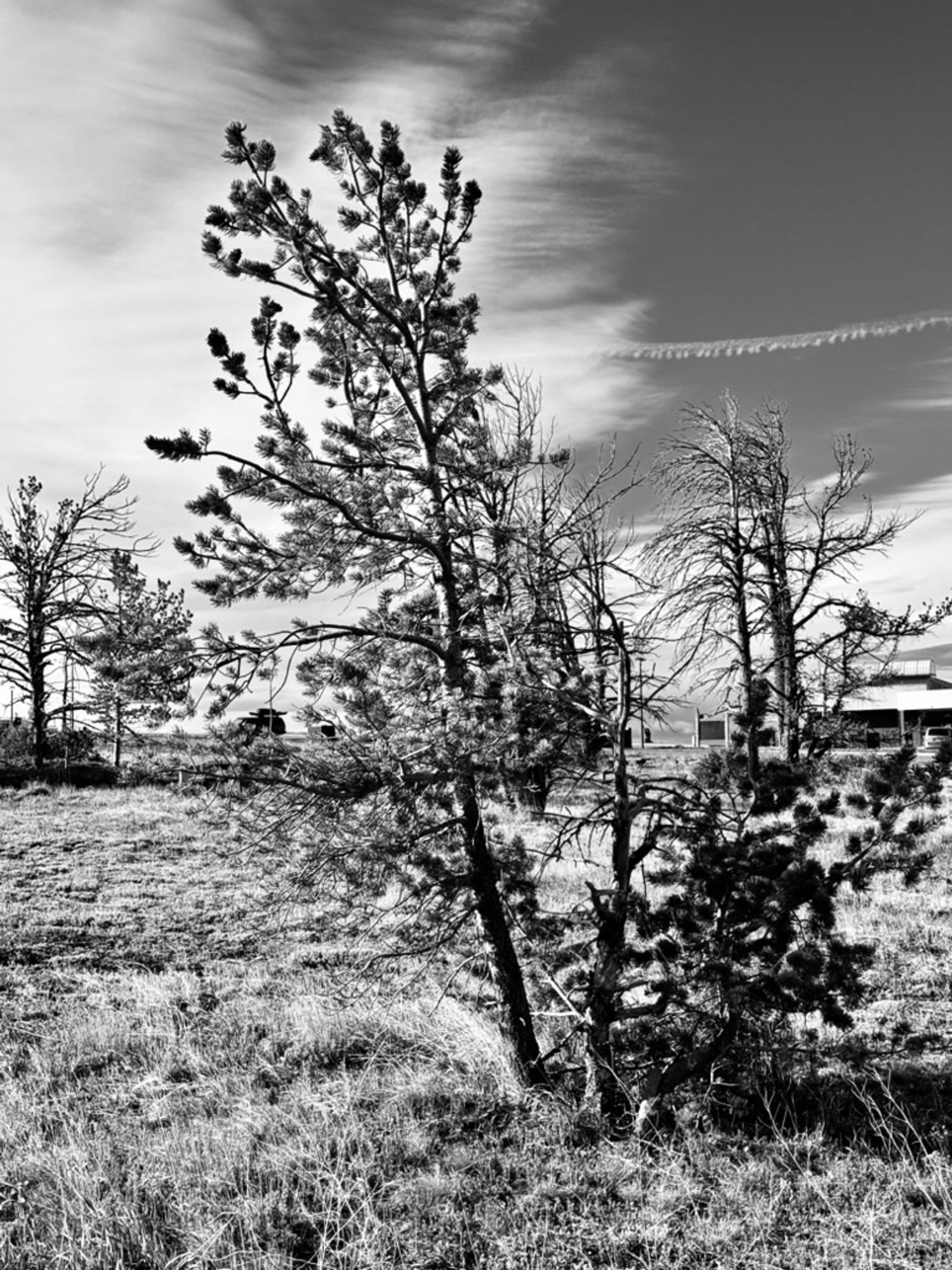 A lone tree shot in black and white