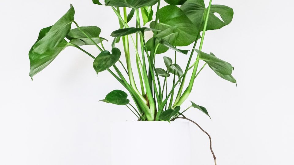 Monstera Care Guide: Light, Water, and Propagation