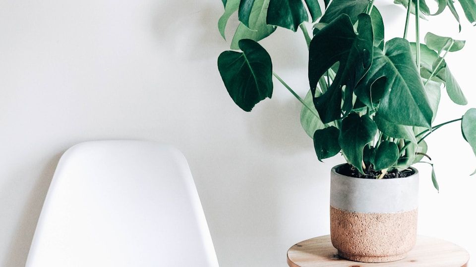 How to Create a Stunning Indoor Jungle