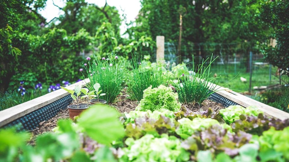 Mulching 101: Types, Benefits, and How to Apply