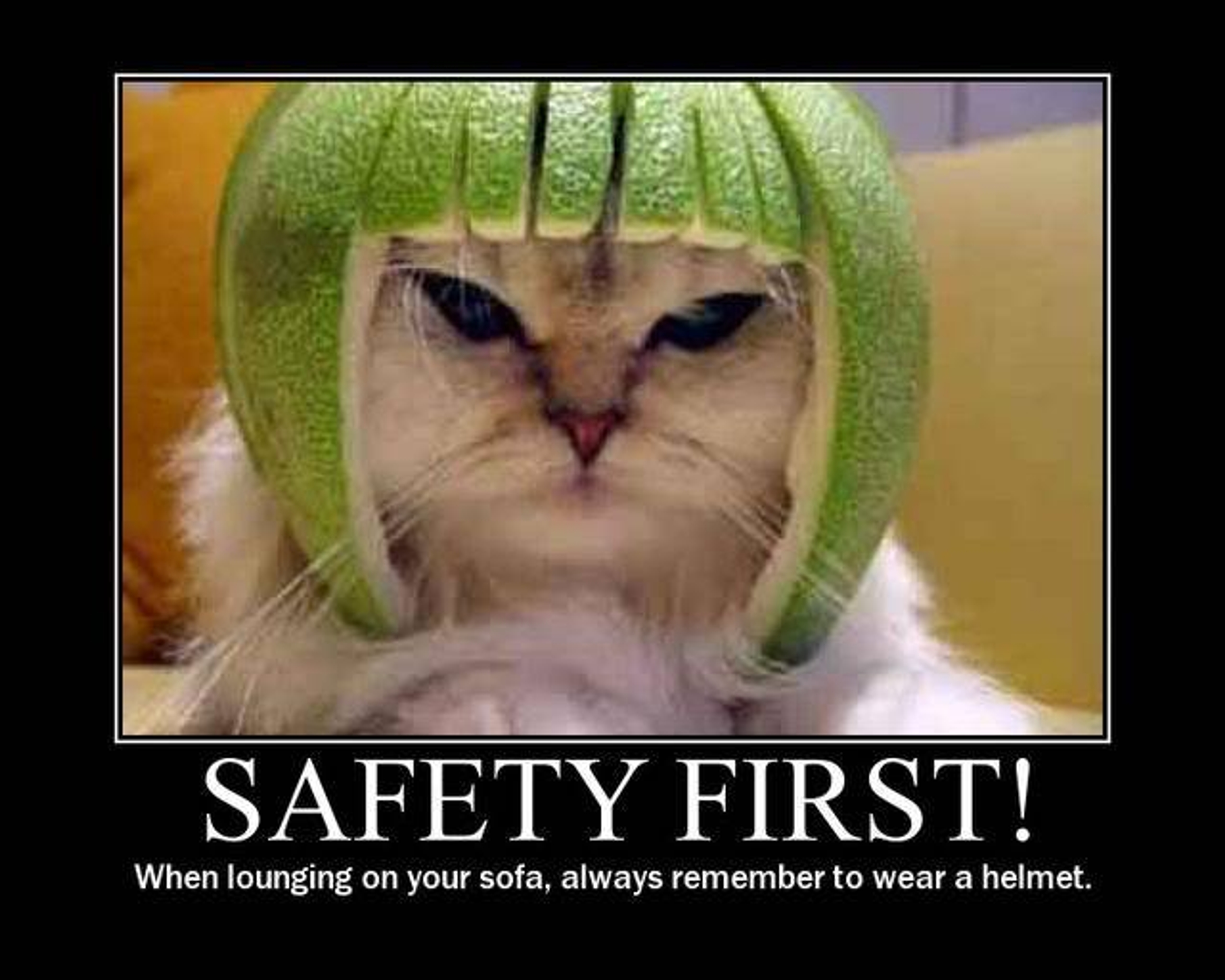 A cat wearing a grapefruit helmet with the label "Safety first! When lounging on your sofa, always remember to wear a helmet."