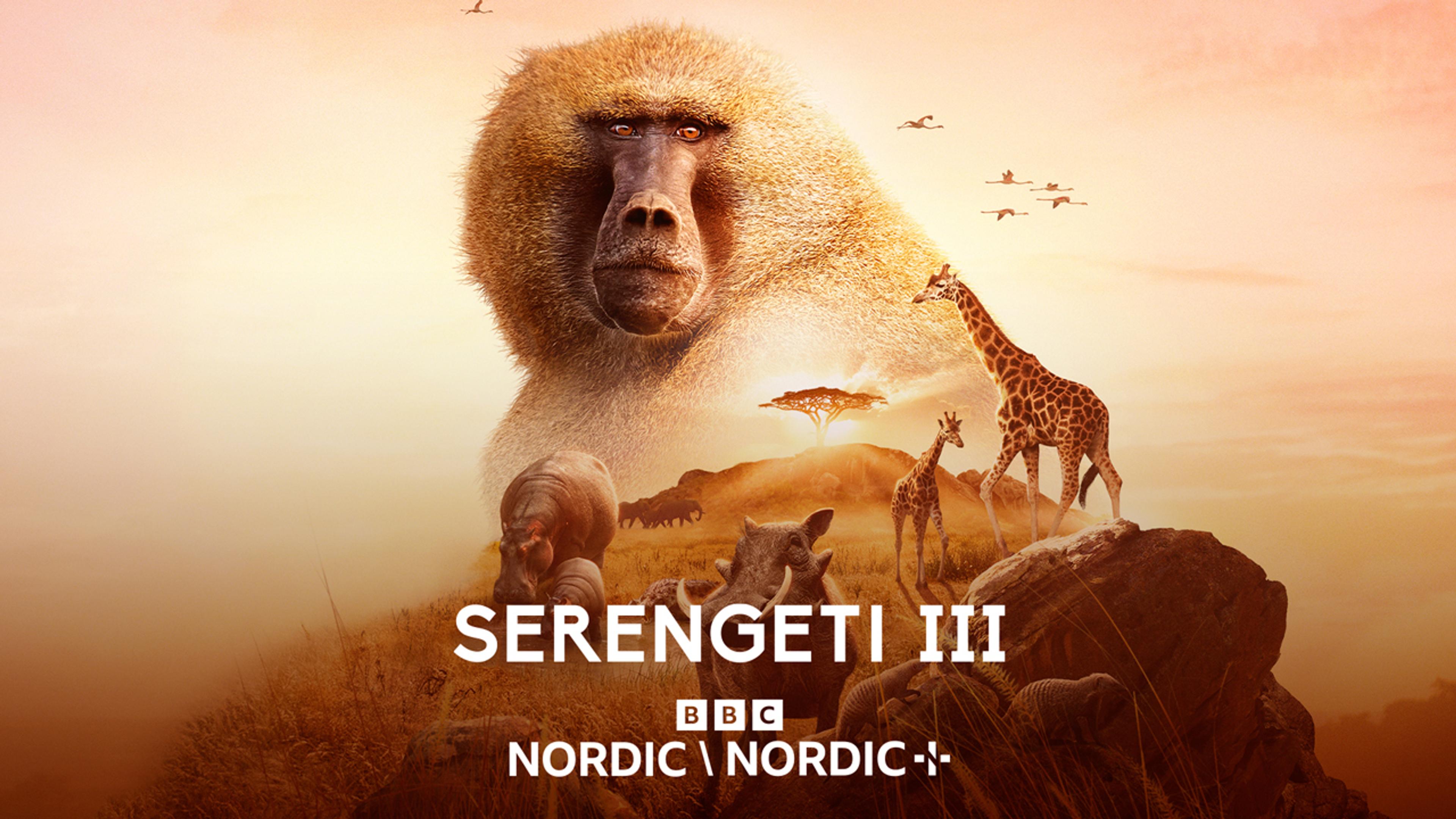 En apekatt og flere andre dyr fra Afrika satt sammen i collage med en sepia tone i hele bildet.