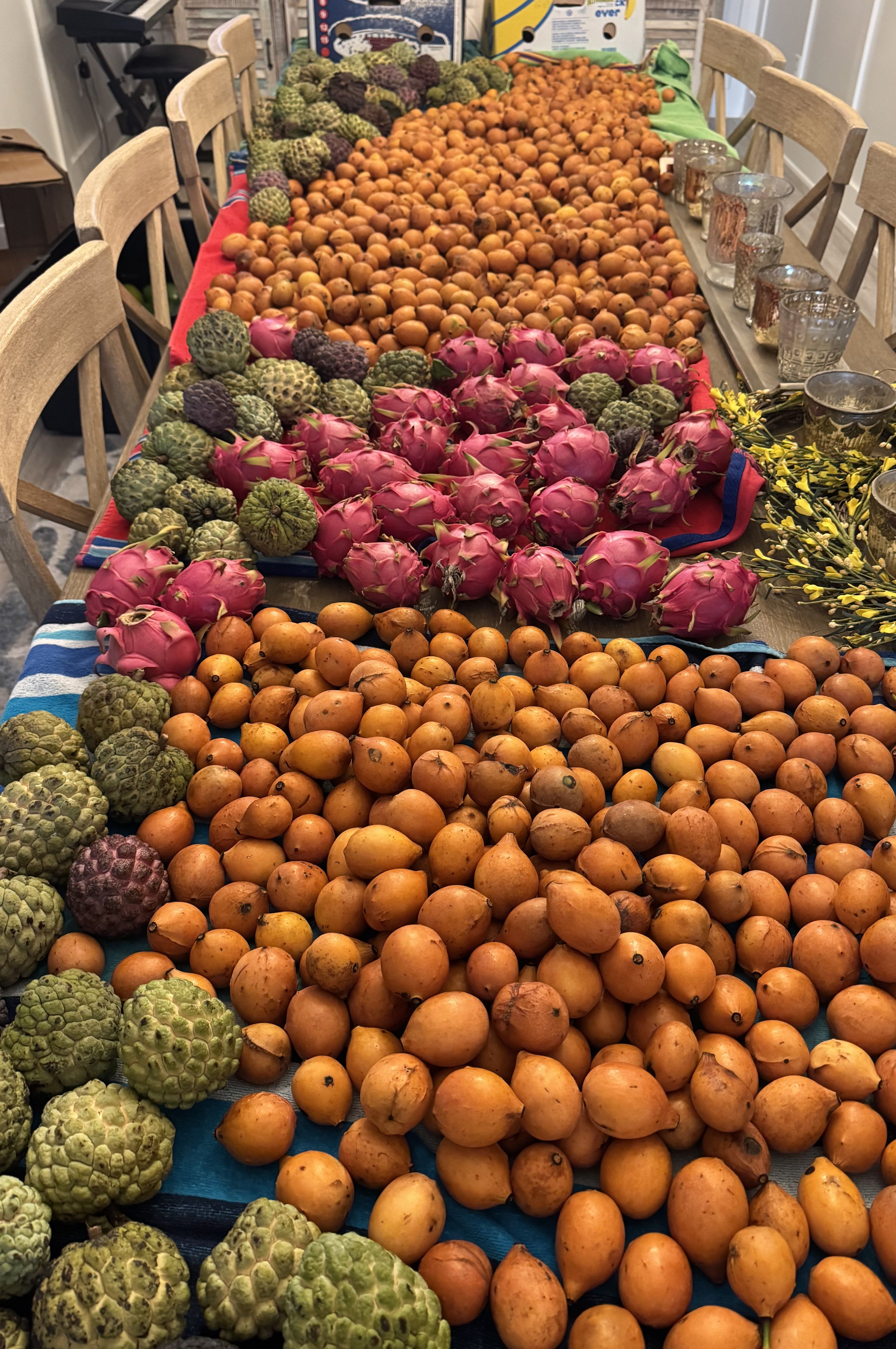 Fresh harvested Achacha from Bass Regenerative Farms