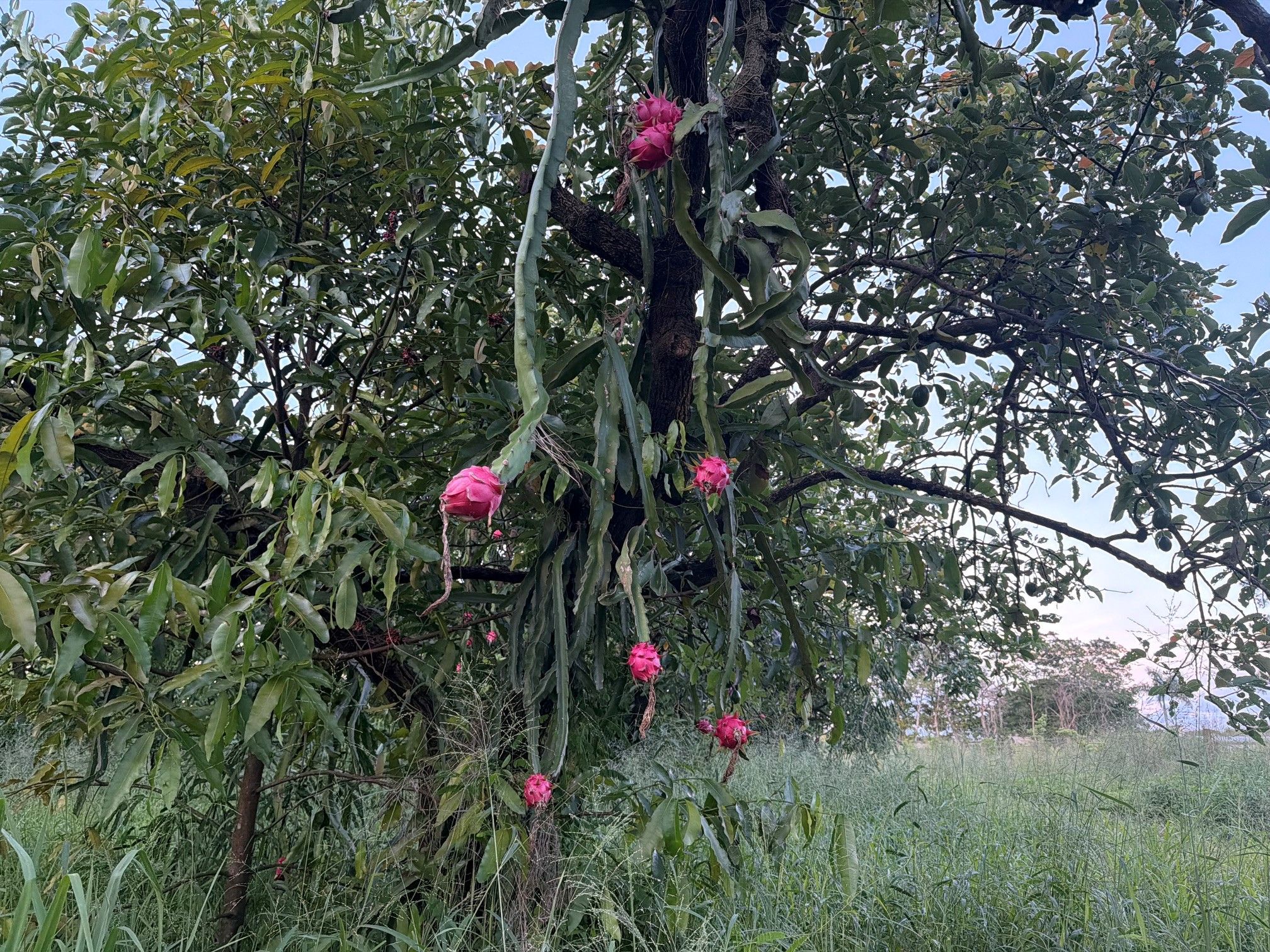 Achacha plants