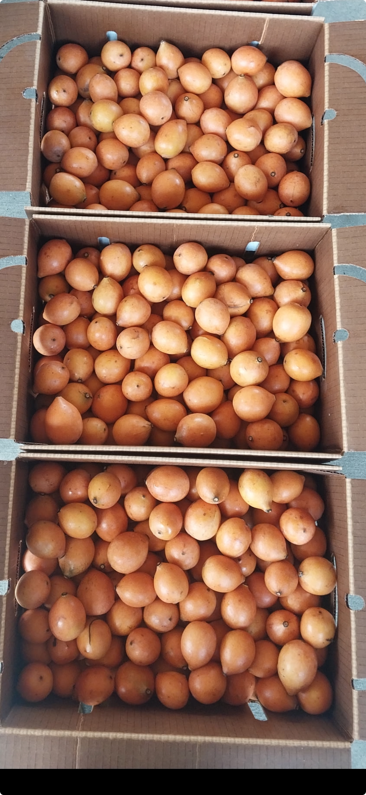 Fresh harvested Achacha from Bass Regenerative Farms