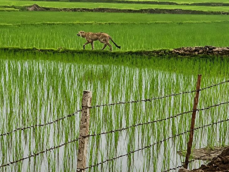 कूनो नेशनल पार्क से निकला चीता सोईंकलां क्षेत्र में सक्रिय, किसानों में दहशत का माहौल