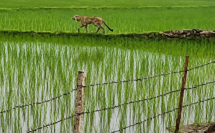कूनो नेशनल पार्क से निकला चीता सोईंकलां क्षेत्र में सक्रिय, किसानों में दहशत का माहौल