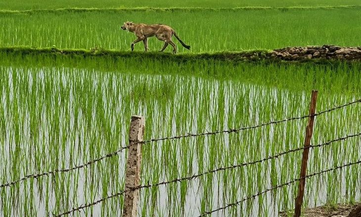 कूनो नेशनल पार्क से निकला चीता सोईंकलां क्षेत्र में सक्रिय, किसानों में दहशत का माहौल