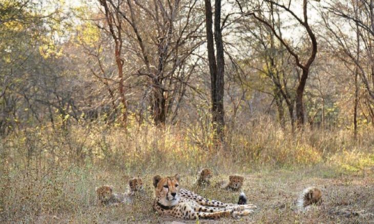 कूनो नेशनल पार्क में चीतों की संख्या बढ़ाने की योजना, 49 से 80 तक पहुंचाने का है लक्ष्य