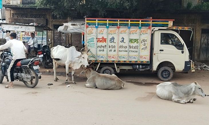 मुरैना के सबलगढ़ में आवारा सांडों का आतंक, सड़कों पर चलना हुआ दूभर