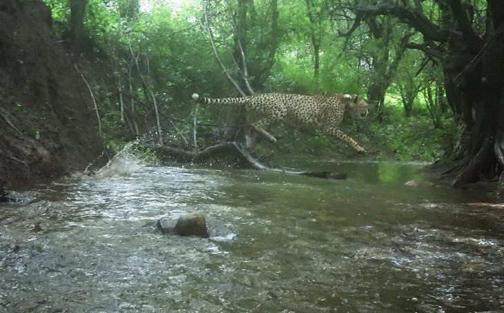 कूनो नेशनल पार्क में सैलानियों के लिए आज से खुलेंगे द्वार, इस सीजन 16 चीते आएंगे नजर