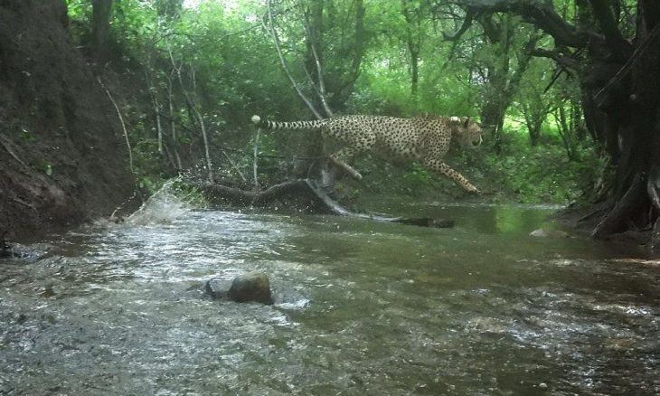 कूनो नेशनल पार्क में सैलानियों के लिए आज से खुलेंगे द्वार, इस सीजन 16 चीते आएंगे नजर