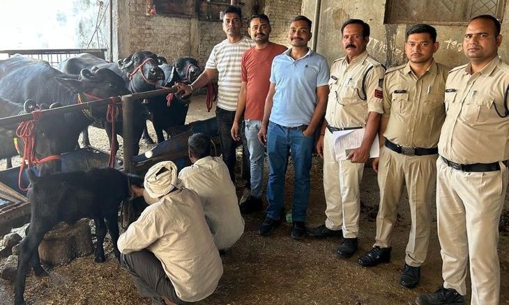 गुना में शातिर ठगों ने बंद खाते का चेक थमाकर उड़ाईं आठ लाख की भैंसें, शिवpuri से बरामद