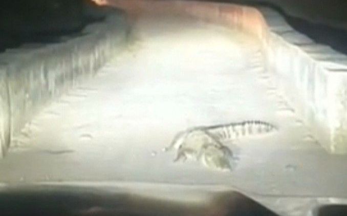 मुरैना के भर्रा गांव में सड़क पर आया विशाल मगरमच्छ, आधे घंटे तक थमी रही आवाजाही