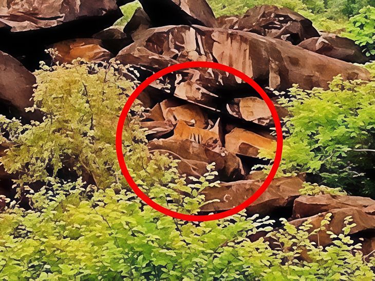 माधव टाइगर रिजर्व में बाघिन एमटी-4 दिखी शावक के साथ, शिवपुरी के जंगलों में बढ़ा वन्यजीवों का कुनबा