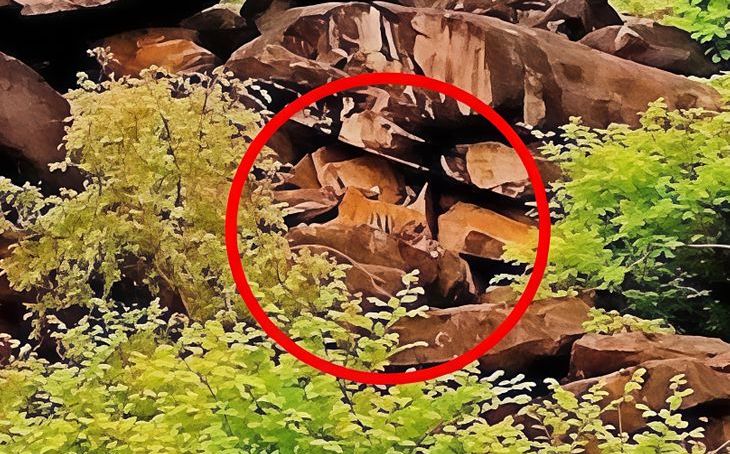 माधव टाइगर रिजर्व में बाघिन एमटी-4 दिखी शावक के साथ, शिवपुरी के जंगलों में बढ़ा वन्यजीवों का कुनबा