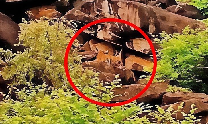 माधव टाइगर रिजर्व में बाघिन एमटी-4 दिखी शावक के साथ, शिवपुरी के जंगलों में बढ़ा वन्यजीवों का कुनबा