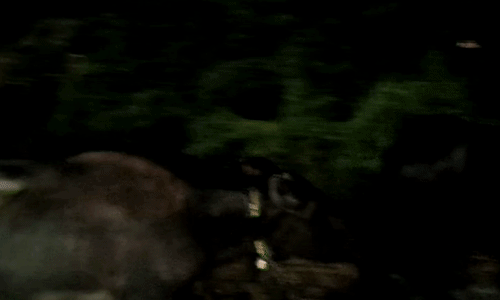 मुरैना: जौरा पुलिस ने पकड़ी चोरी की 5 भैंसें, एक महीने बाद खंडहरनुमा गोठ से हुईं बरामद
