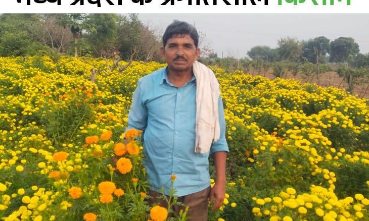 मुरैना के किसान ने पारंपरिक खेती छोड़ी, गेंदे के फूलों से एक बीघा में कमाए 55 हजार रुपये