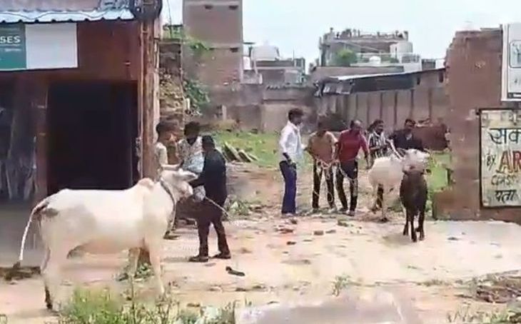 डबरा में बेसहारा मवेशियों को हटाने की मुहिम शुरू, हादसों पर लगाम लगाने के लिए प्रशासन सख्त