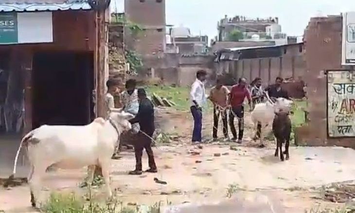 डबरा में बेसहारा मवेशियों को हटाने की मुहिम शुरू, हादसों पर लगाम लगाने के लिए प्रशासन सख्त