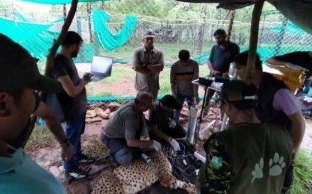 कूनो में चीता मिशन: 49 चीतों की चौबीसों घंटे निगरानी, 6000 वर्ग किमी में फैला अनूठा प्रबंधन