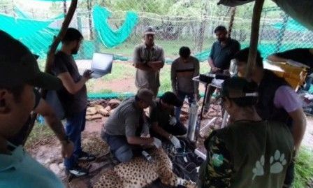 कूनो में चीता मिशन: 49 चीतों की चौबीसों घंटे निगरानी, 6000 वर्ग किमी में फैला अनूठा प्रबंधन
