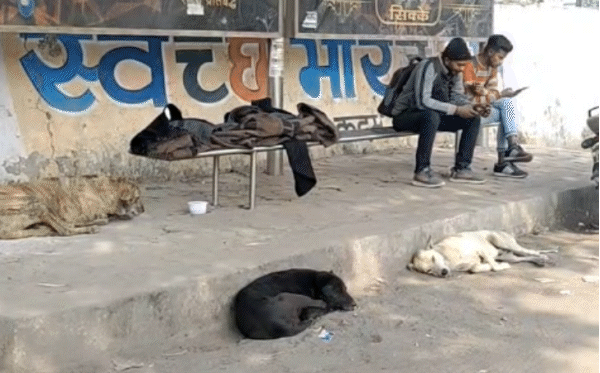 ग्वालियर अंचल में आवारा कुत्तों का कहर: आठ महीनों में आठ हजार से अधिक लोग बने शिकार, अस्पतालों में भारी भीड़