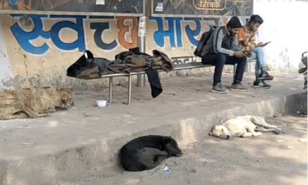ग्वालियर अंचल में आवारा कुत्तों का कहर: आठ महीनों में आठ हजार से अधिक लोग बने शिकार, अस्पतालों में भारी भीड़