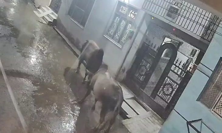 डबरा की झूलेलाल कॉलोनी में सांडों का तांडव: आपस में भिड़े आवारा मवेशी, मकान का गेट और गाड़ियां टूटीं
