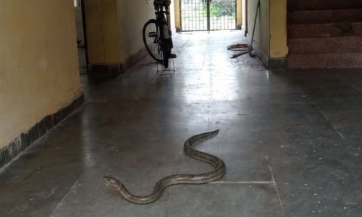 दतिया कलेक्ट्रेट में सांप निकलने से मचा हड़कंप, कर्मचारियों और आम लोगों में दहशत