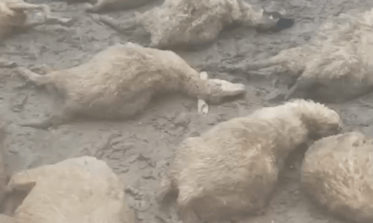 शिवपुरी के पिछोर में आसमानी आफत: बाड़े पर गिरी बिजली, 30 भेड़ों की मौत से ढाई लाख का नुकसान