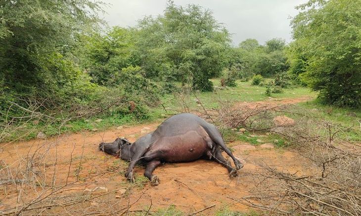 शिवपुरी के कोलारस में आकाशीय बिजली का कहर, एक भैंस की मौत और छह गांवों में बिजली गुल