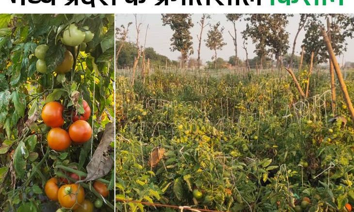 मुरैना के युवा ने पेश की मिसाल: बीएससी करने के बाद छोड़ी नौकरी, आधुनिक खेती से 4 महीने में कमाए 6 लाख