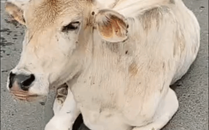 ग्वालियर में लंपी वायरस का कहर: चार दिन में 23 गोवंश की मौत, सड़कों पर घूम रहे बीमार पशु