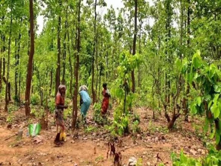 श्योपुर में आदिवासी जमीन कब्जा मामले में फंसा प्रशासनिक अमला, दो आईएएस अधिकारियों के आंकड़ों में मिला बड़ा अंतर