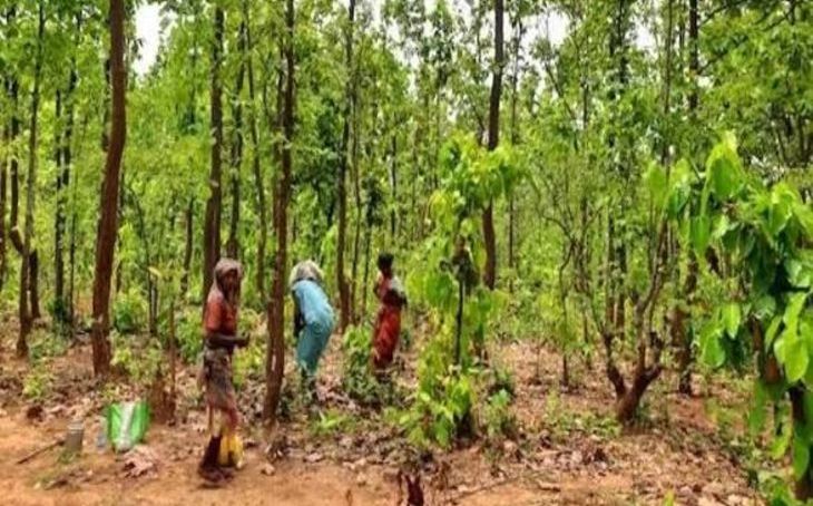 श्योपुर में आदिवासी जमीन कब्जा मामले में फंसा प्रशासनिक अमला, दो आईएएस अधिकारियों के आंकड़ों में मिला बड़ा अंतर