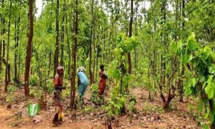 श्योपुर में आदिवासी जमीन कब्जा मामले में फंसा प्रशासनिक अमला, दो आईएएस अधिकारियों के आंकड़ों में मिला बड़ा अंतर