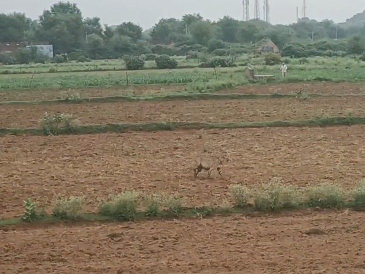 कूनो क्षेत्र में राहत: मादा चीता वीरा ने नहर पार कर की जंगल में वापसी