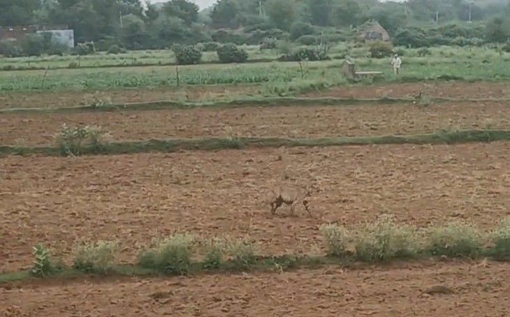 कूनो क्षेत्र में राहत: मादा चीता वीरा ने नहर पार कर की जंगल में वापसी